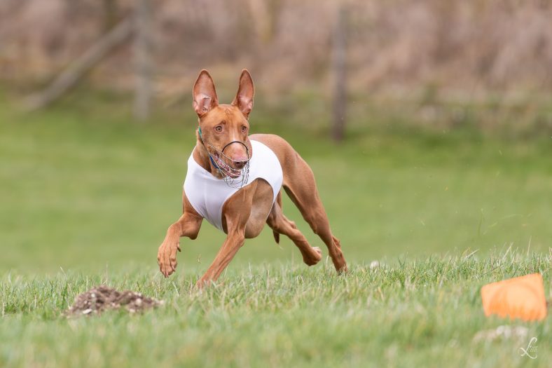 Lure coursing pharaoh hound